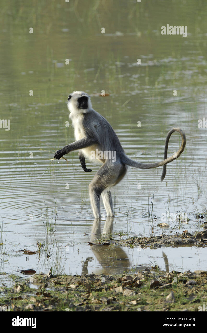 Hanuman Langur Semnopithecus entellus in acqua Foto Stock