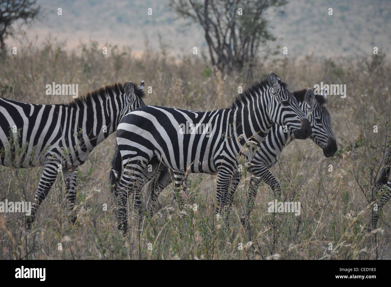 Zebre nella savana Foto Stock