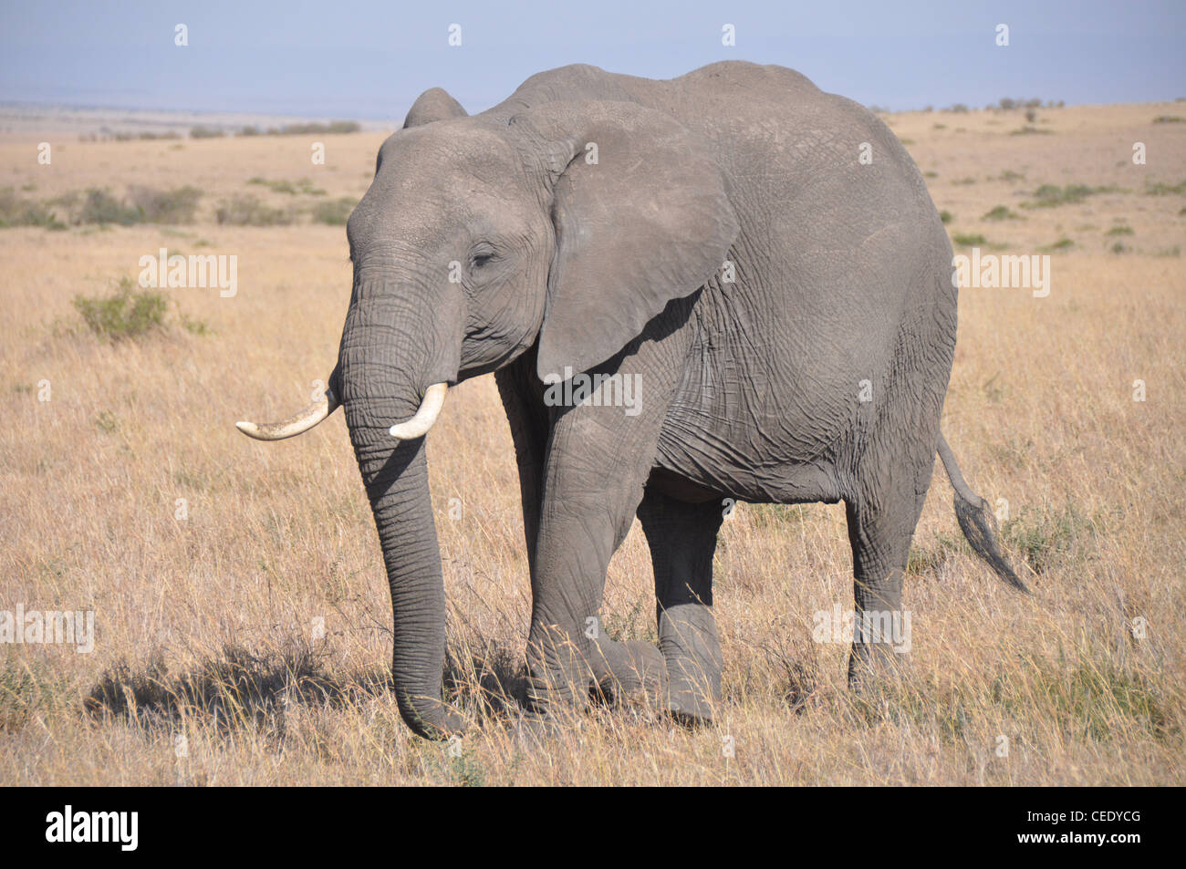 L'elefante nella savana Foto Stock