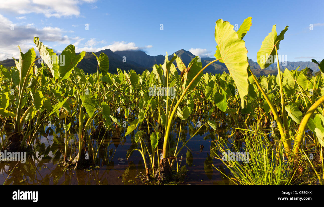 Valle di Hanalei sull isola di Kauai con focus su piante di Taro Foto Stock