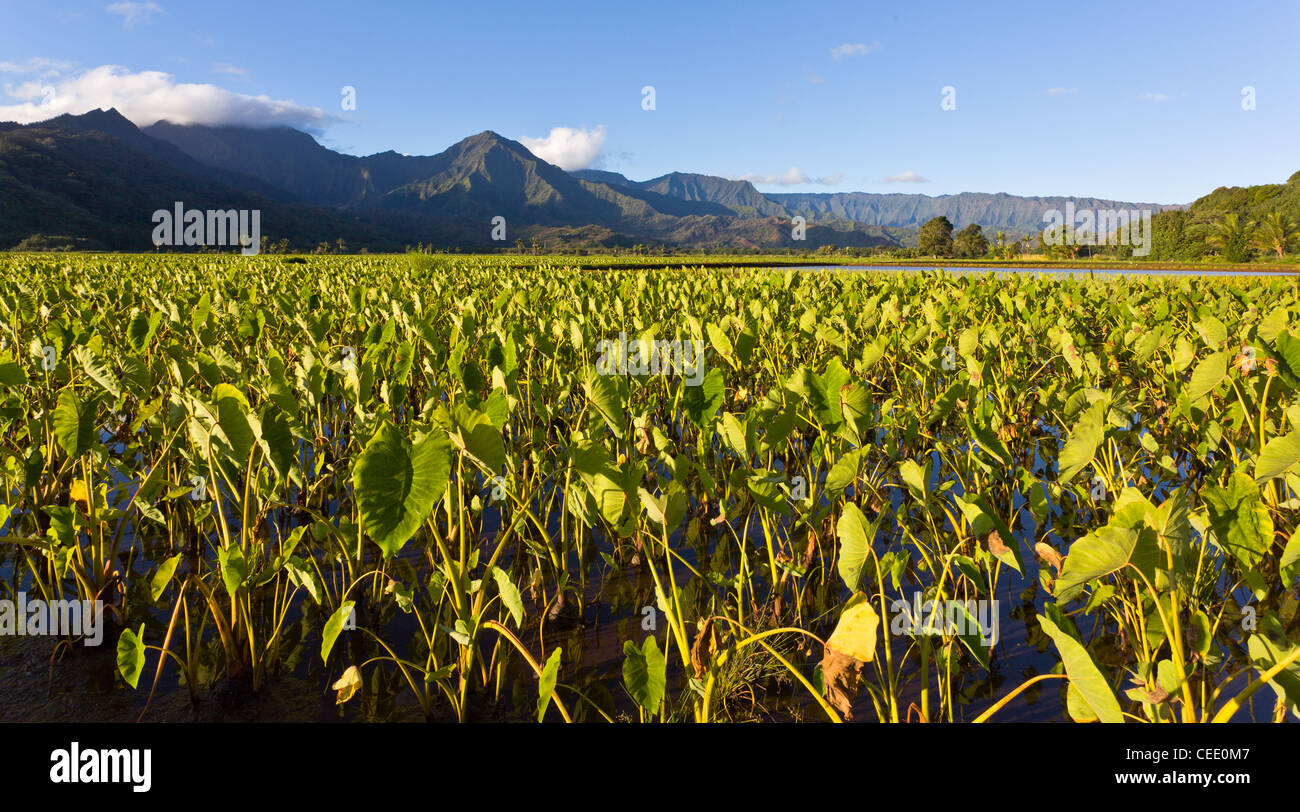 Valle di Hanalei sull isola di Kauai con focus su piante di Taro Foto Stock