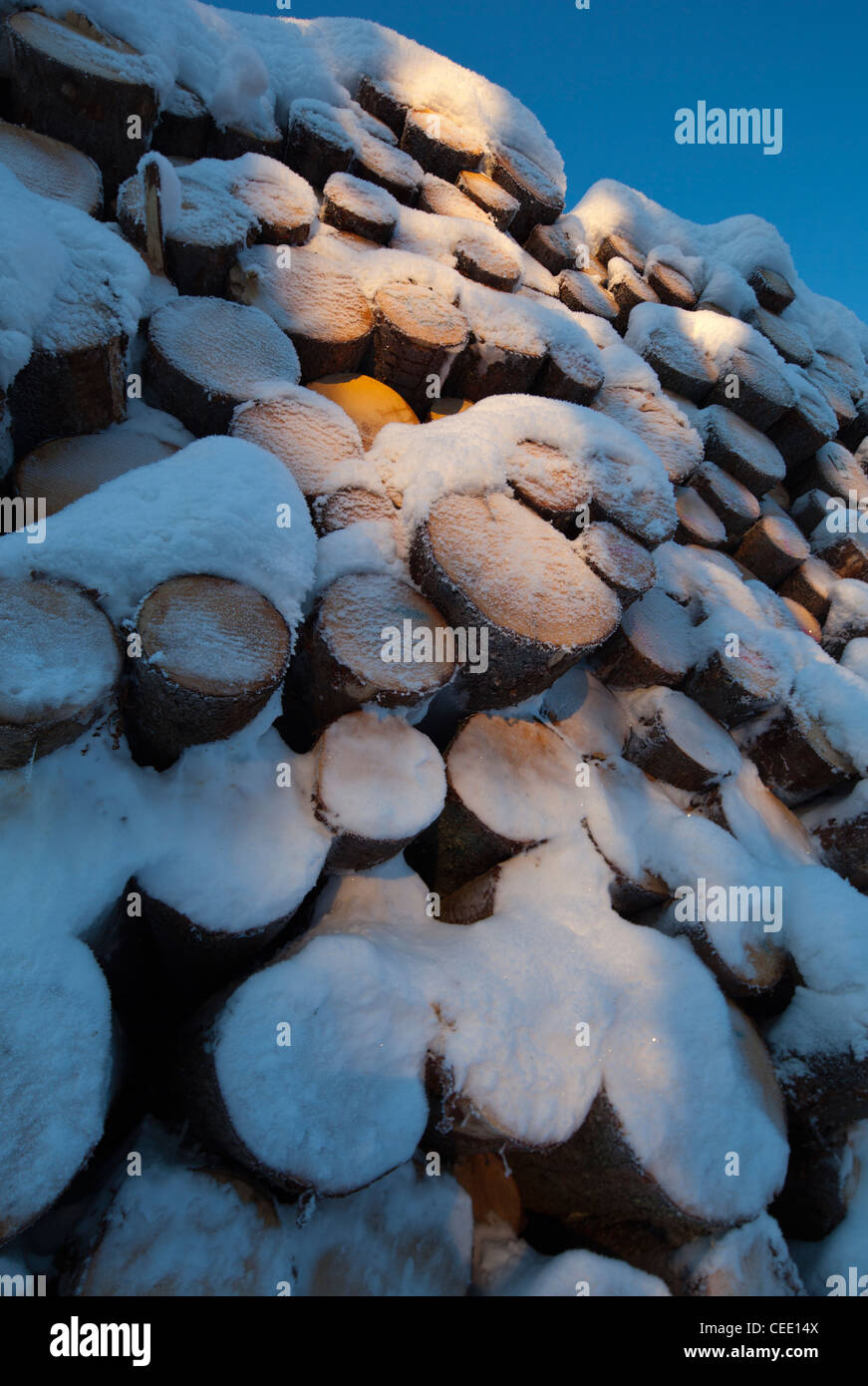 Chiocciatura di cumulo di abete (picea abies) innevato, Finlandia Foto Stock