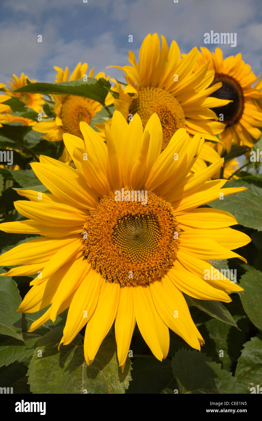 Girasoli contro il cielo blu Foto Stock