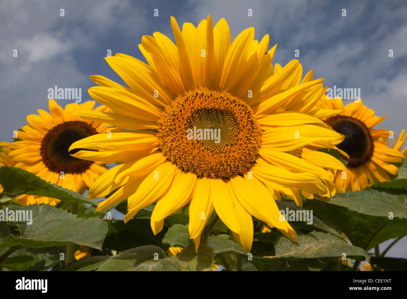 Girasoli contro il cielo blu Foto Stock