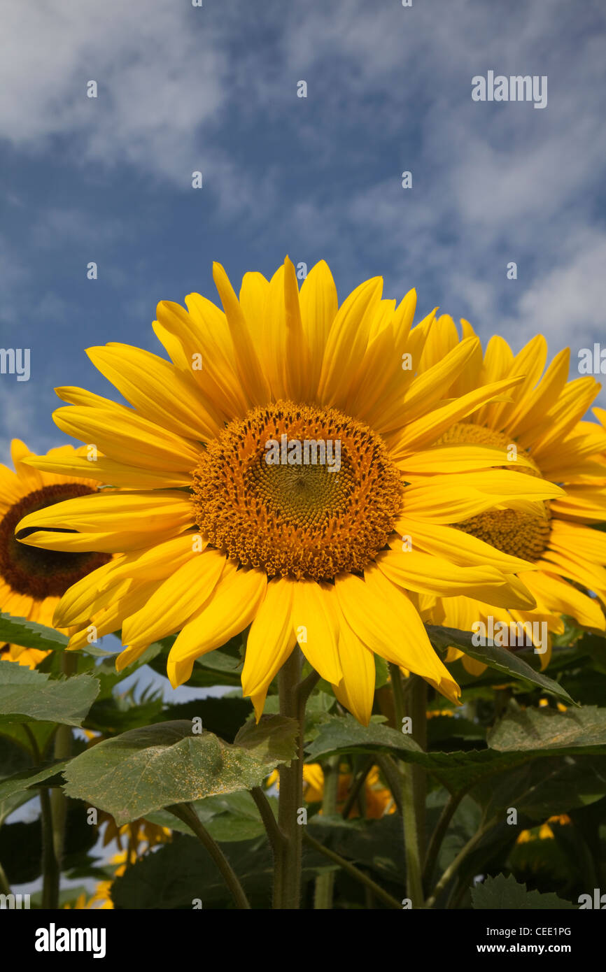 Girasoli contro il cielo blu Foto Stock