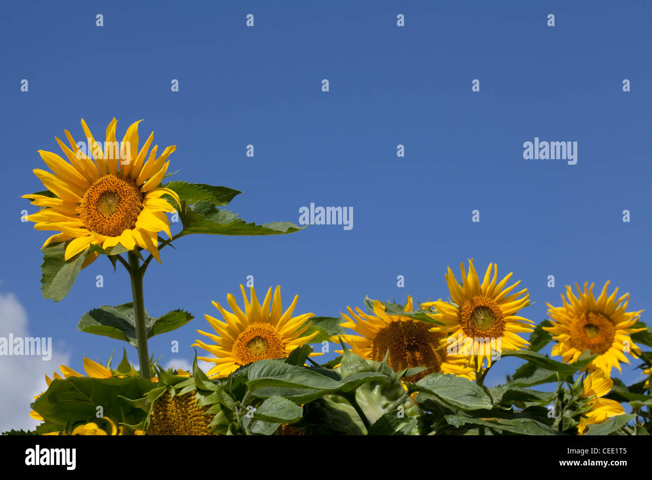 Girasoli contro il cielo blu Foto Stock