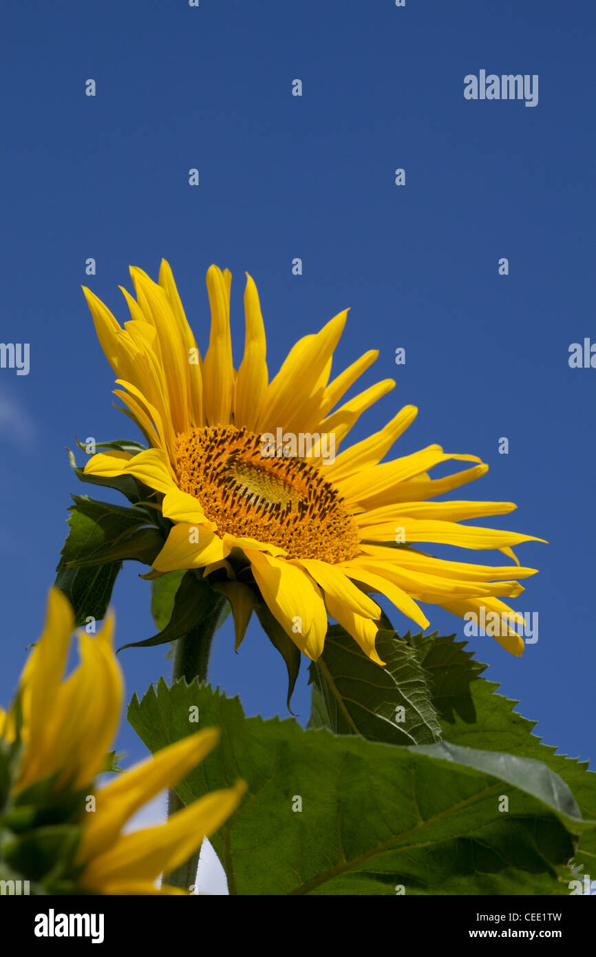 Girasoli contro il cielo blu Foto Stock
