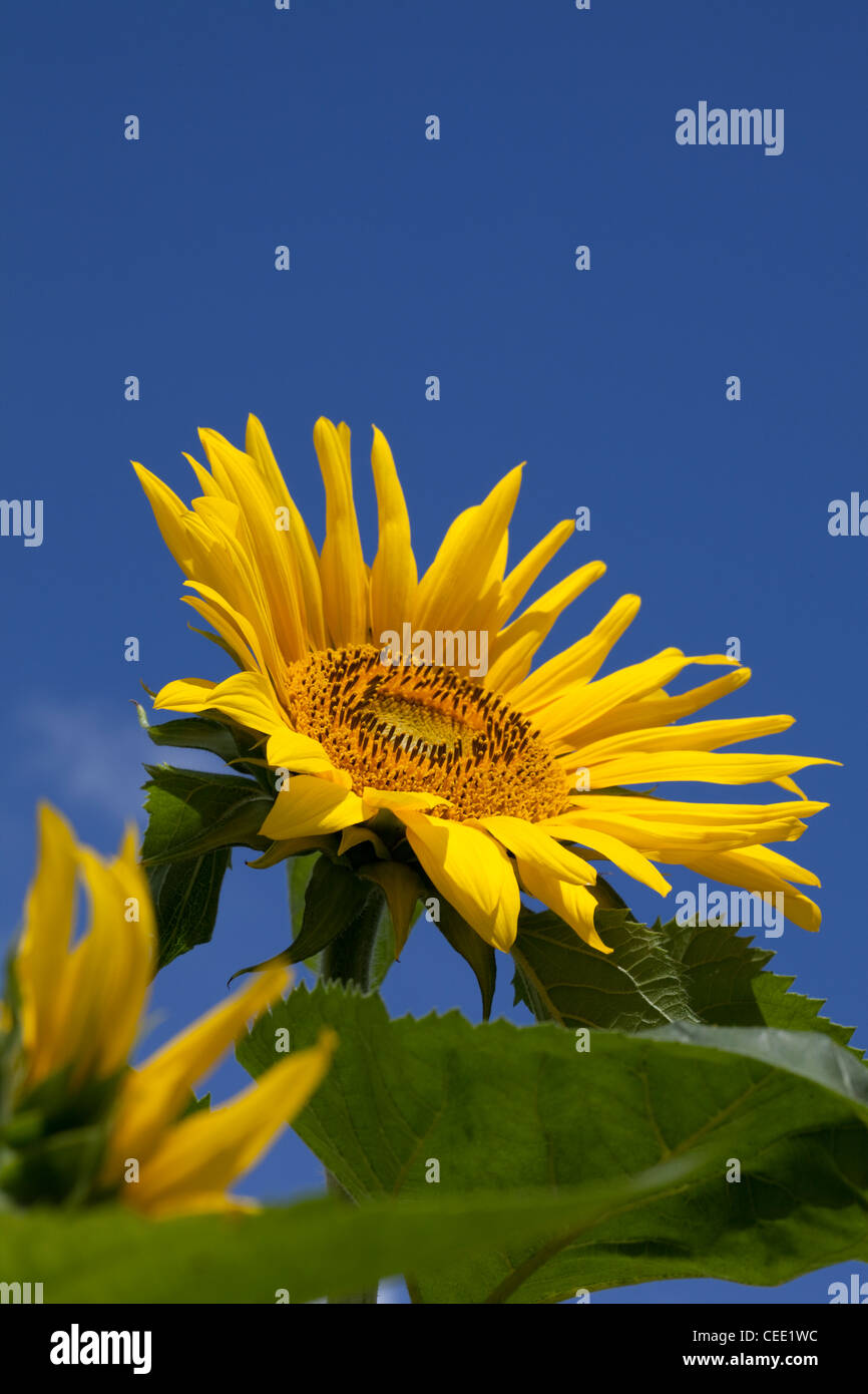 Girasoli contro il cielo blu Foto Stock