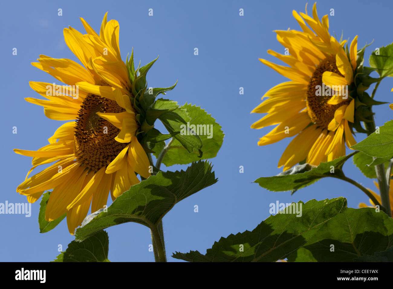 Girasoli contro il cielo blu Foto Stock