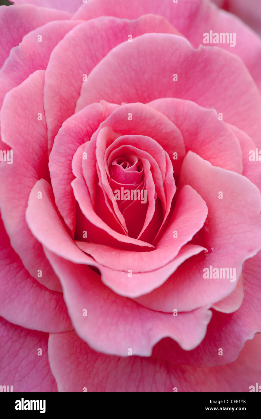 Rose rosa in fiore di colore arancione Foto Stock