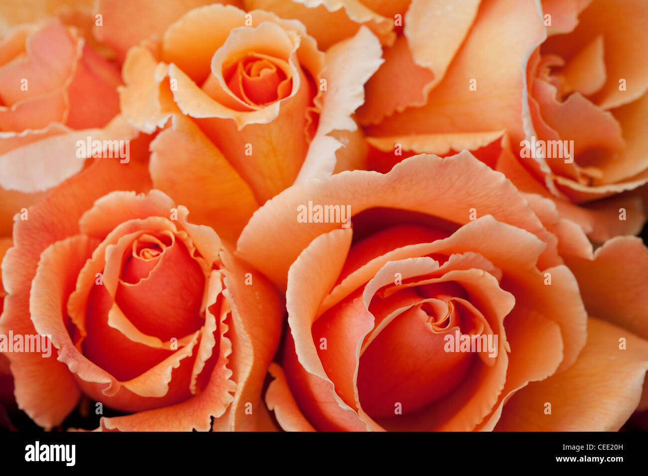 Rose rosa in fiore di colore arancione Foto Stock