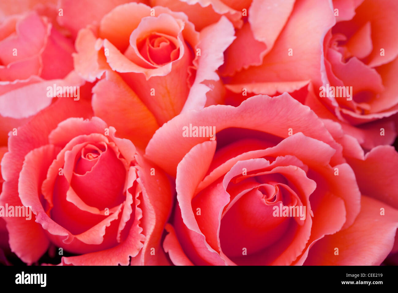 Rose rosa in fiore di colore arancione Foto Stock