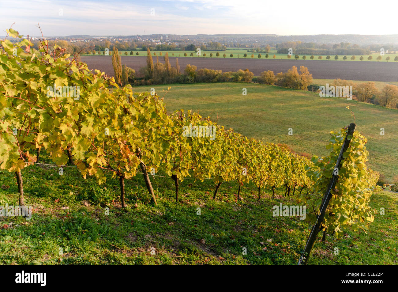 Vitigni colorate in caduta, Saale-Unstrut cantina Vigna, Naumburg, Sassonia-Anhalt, Germania, Europa Foto Stock