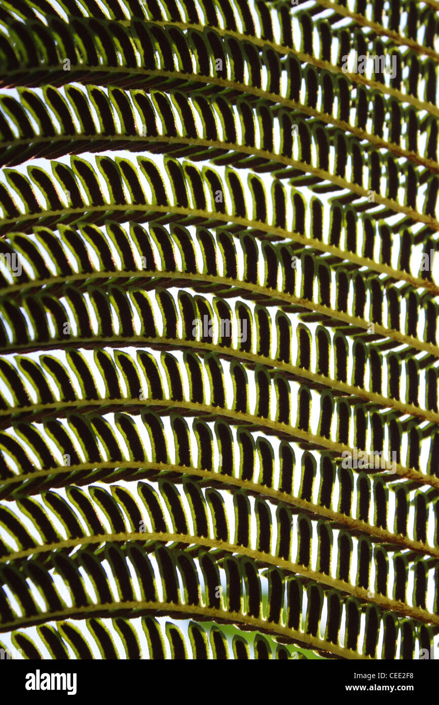 Le spore di felce Closeup natura Pattern Foto Stock