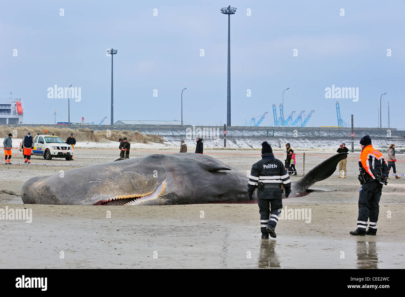 Turisti curiosi guardando Il Capodoglio incagliato (Physeter macrocephalus) sulla spiaggia del Mare del Nord in inverno a Knokke, Belgio Foto Stock