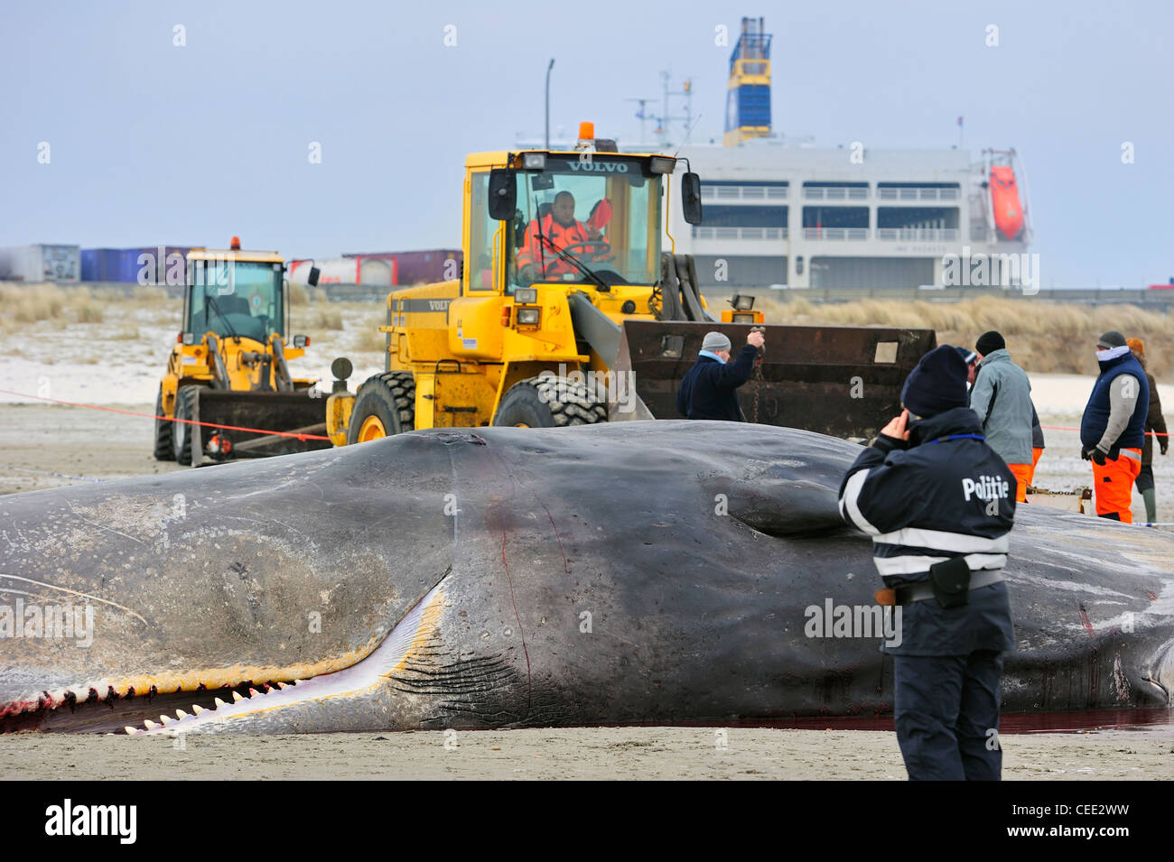 Bulldozer e Capodoglio incagliato (Physeter macrocephalus) sulla spiaggia del Mare del Nord in inverno a Knokke, Belgio Foto Stock