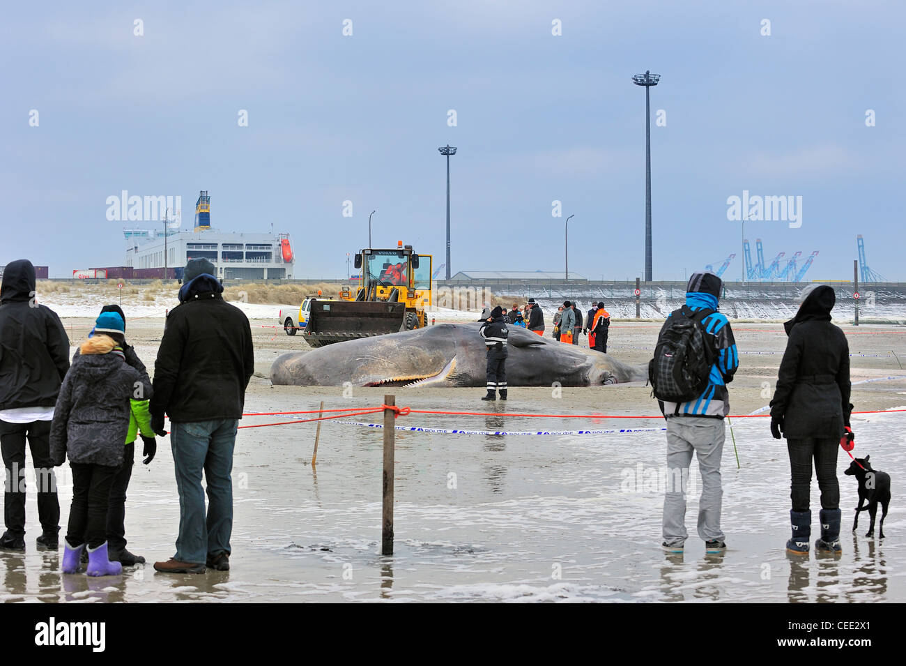Turisti curiosi guardando Il Capodoglio incagliato (Physeter macrocephalus) sulla spiaggia del Mare del Nord in inverno a Knokke, Belgio Foto Stock