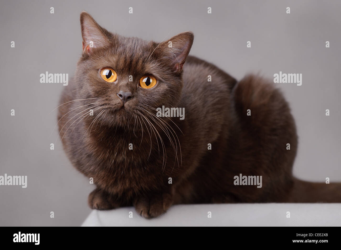 Il cioccolato British Shorthair cat Foto Stock