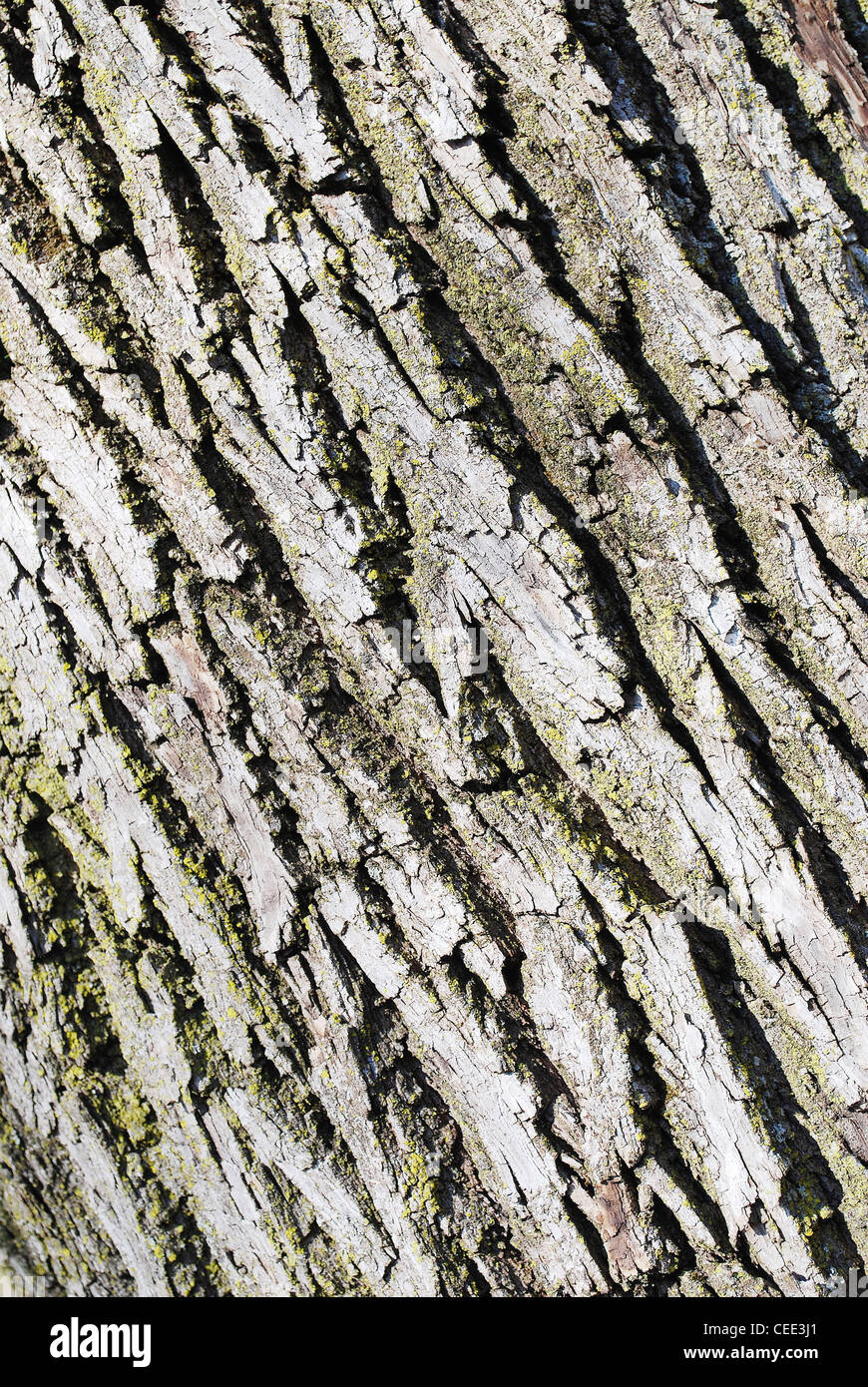 Tree,corteccia,texture,cortex,diagonal,sfondo,moss,closeup, Foto Stock