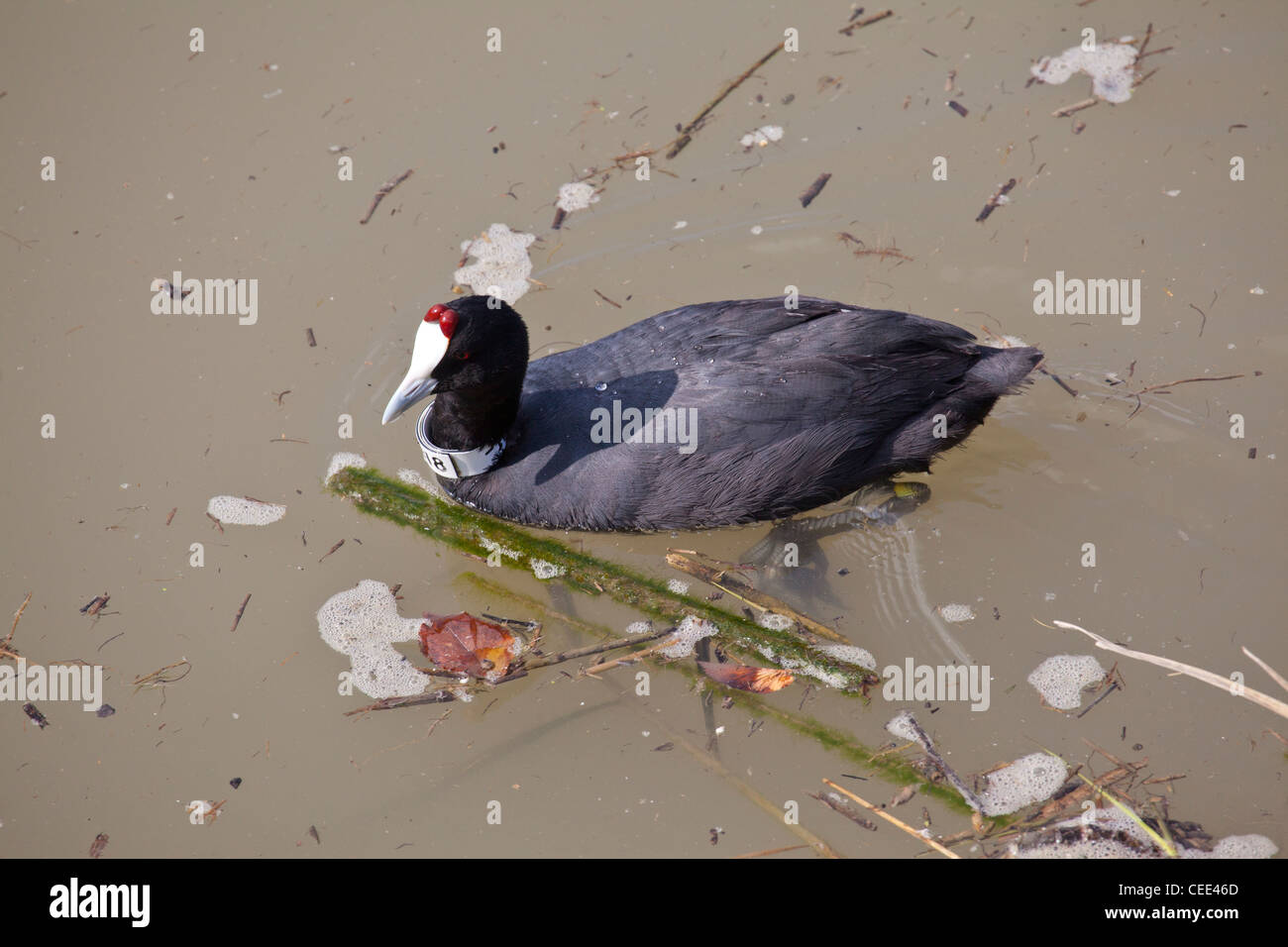 Introdotto rosso-pomello folaga (fulica cristata) presso il Parco Naturale de S'Albufera, Maiorca, SPAGNA Foto Stock