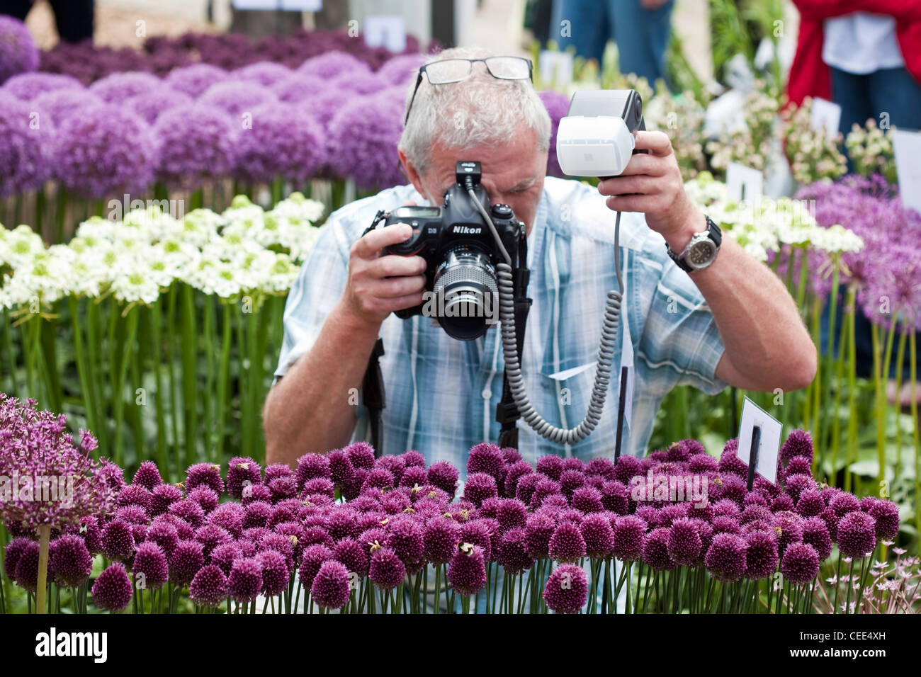 Un fotografo di scattare una foto di api su fiori di aglio a Hampton Court Flower Show Foto Stock