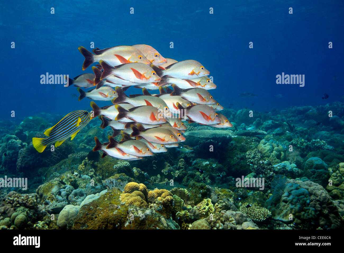 Una scuola di Humpback Snapper, Lutjanus gibbus, e un nastro Sweetlips, Plectorhinchus polytaenia Foto Stock