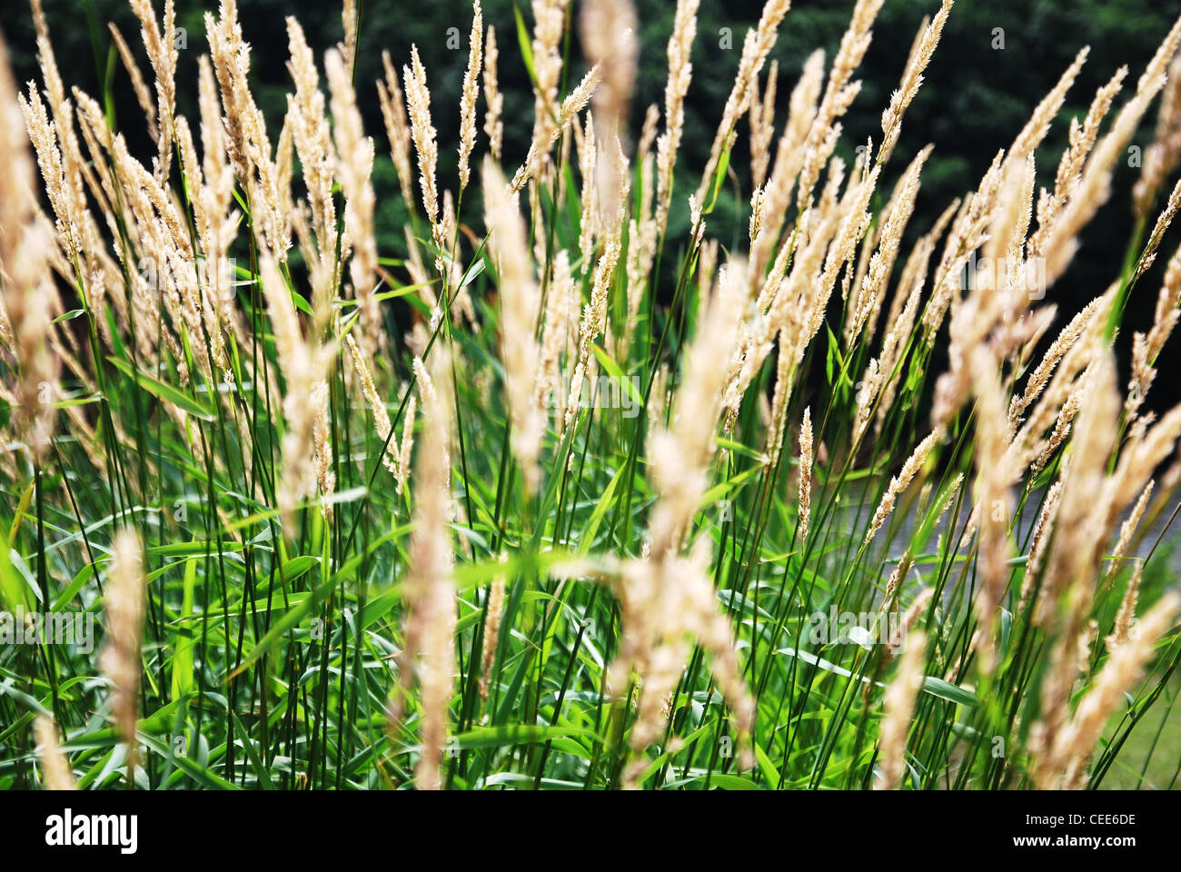 Impianto,l'erba,reed,texture,verde,campo,parco,di canna, Foto Stock