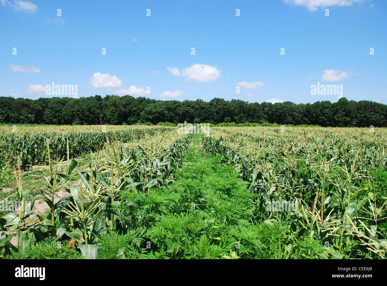 Il mais,campo,agriturismo,SKY,nuvole,landscape,crescita,verde, Foto Stock