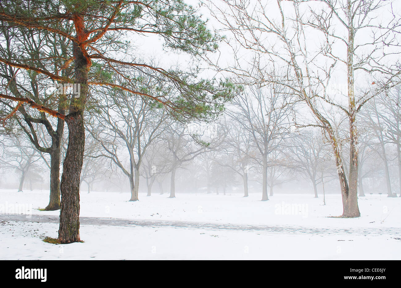 L'inverno,nebbia,nebbia,tree,pine,parco,snow,natura,forest Foto Stock