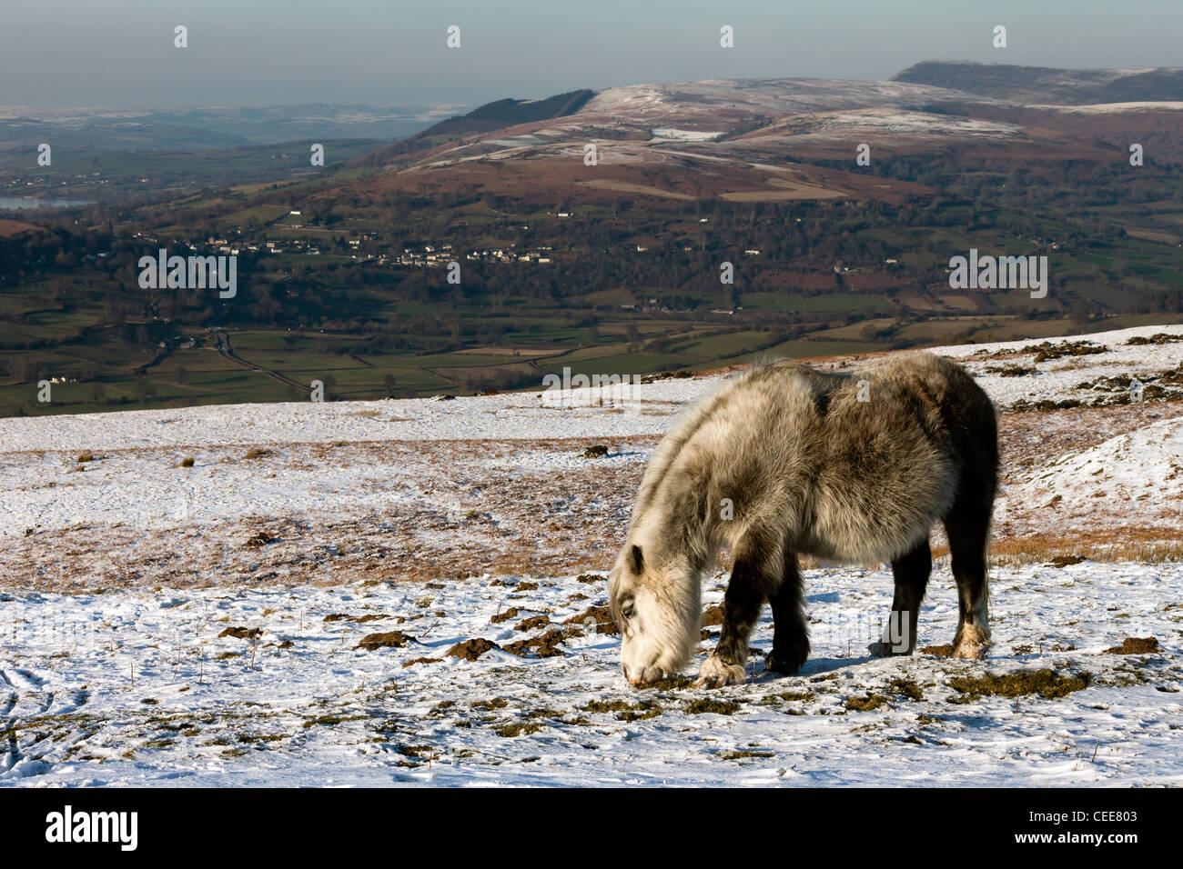 Un wile White Horse con un lungo cappotto invernale sulla neve alta brughiera coperta con un livello inferiore di campi verde visibile in distanza Foto Stock