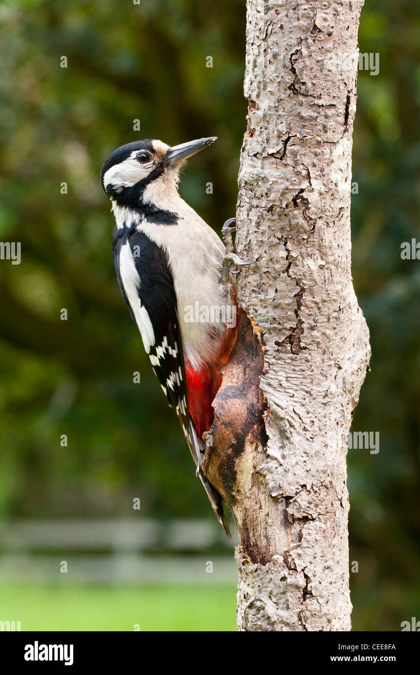 Picchio rosso maggiore sul tronco di albero Foto Stock