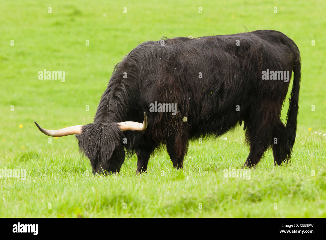 Nero highland mucca vola con il pascolo Foto Stock