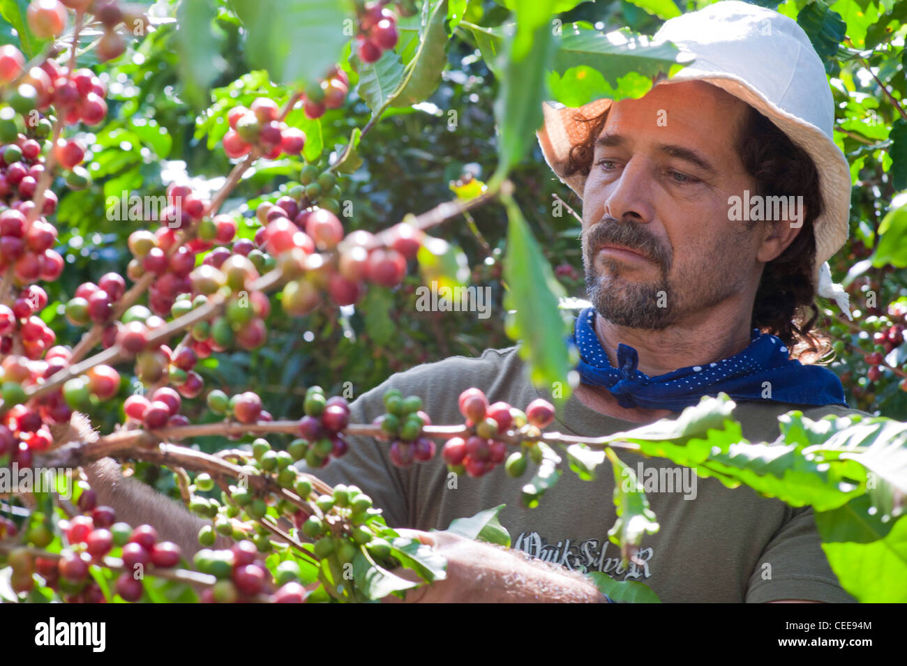 Si raccolgono i chicchi di caffè su un organico di azienda di caffè in Costa Rica Foto Stock