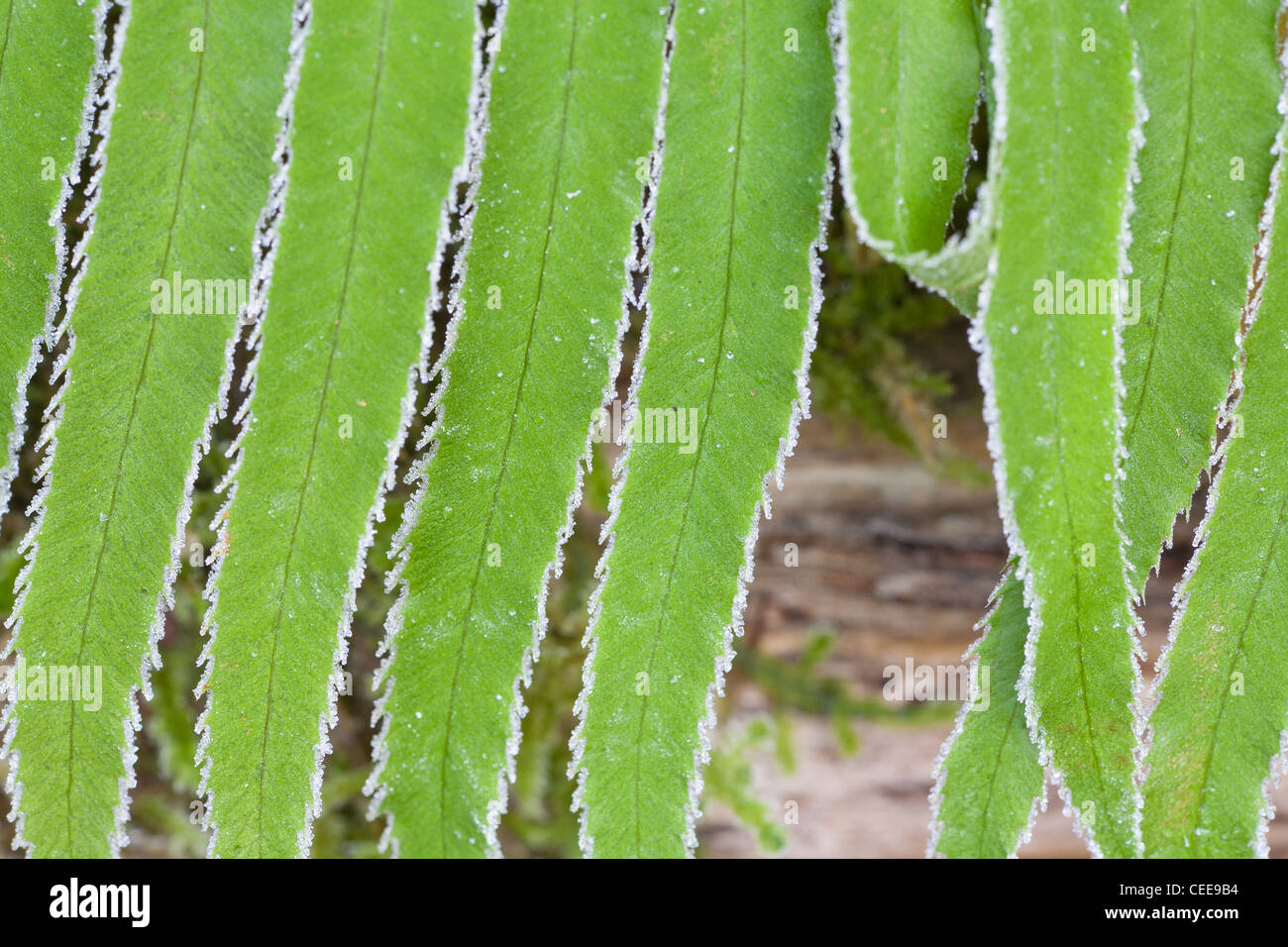 Foglie di felce con e la mattina presto il gelo su di essi. Foto Stock