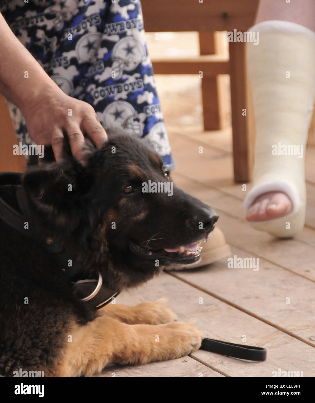 332expeditionary forze di sicurezza gruppo esplosivi militari di rilevamento cane da lavoro cezar gode avente le sue orecchie graffiato come egli siede ai piedi di una forza aerea theatre ospedale paziente può 15 a base comune balad, Iraq. cezar era uno dei due militari cani di lavoro che ha partecipato al recente creato k-9 visitazione al programma di afth. Il programma funziona per ulteriormente il recupero del paziente dopo un infortunio o una malattia animale mediante terapia assistita con i pazienti sono in grado di interagire con la k-9s e i loro gestori di eventi per due volte un mese. cezar è distribuito qui da mcguire Air Force Base, N.J. Foto Stock