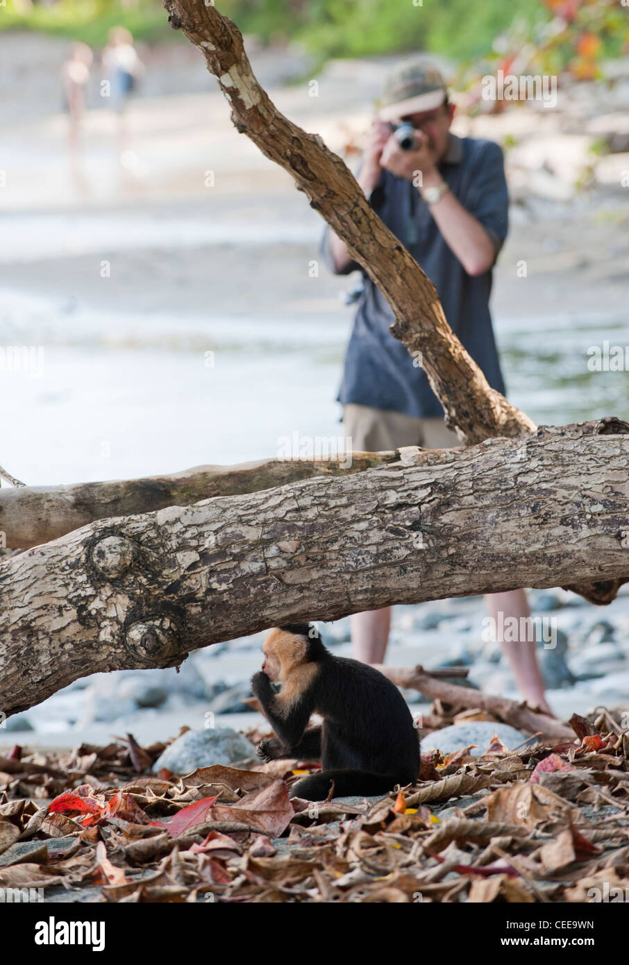 Le scimmie su una spiaggia in Costa Rica Foto Stock