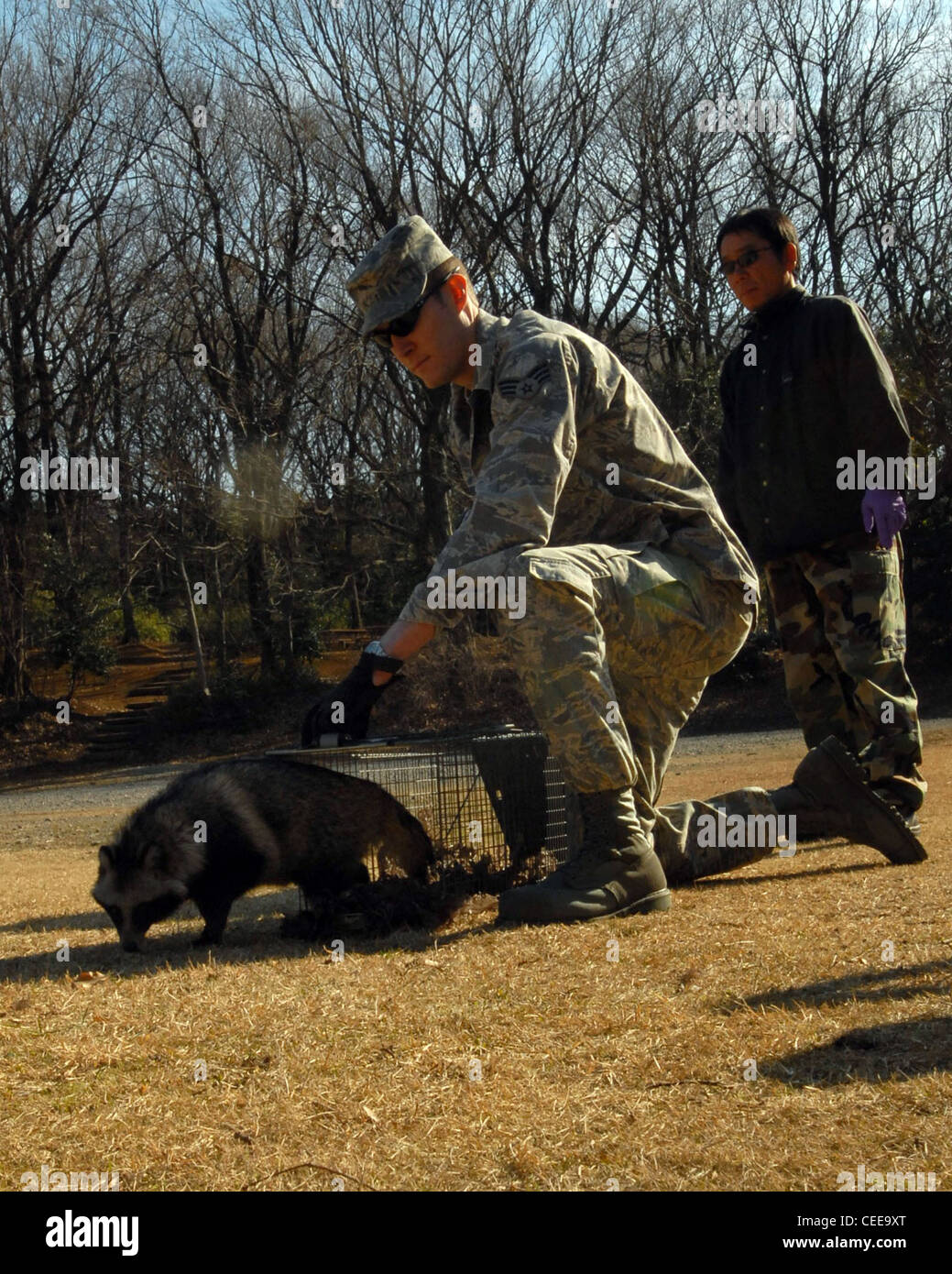 L'Airman Mark Bashaw si prepara a rilasciare un cane da corsa 8 gennaio nella foresta della Tama Hills Recreation Area sulla base aerea di Yokota, Giappone. Il cane da rincoon è stato catturato il 6 gennaio. Il compito di Airman Bashaw è quello di rimuovere gli animali selvatici dalla base per mantenere il campo d'aviazione libero e la popolazione di animali domestici al sicuro. Airman Bashaw è assegnato al 374th Ufficio di gestione dei parassiti dell'ingegnere civile Squadron. Foto Stock