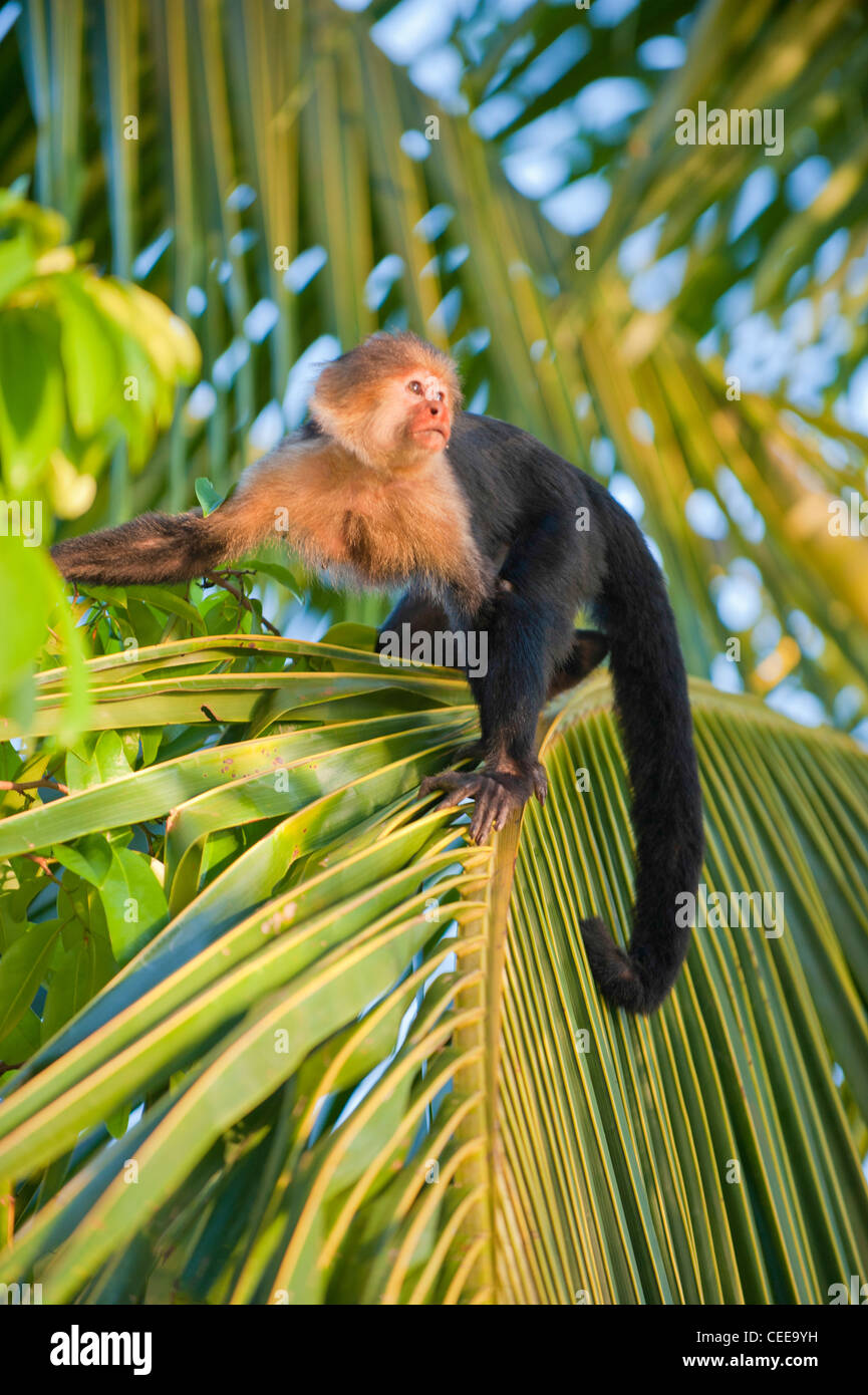 Le scimmie su una spiaggia in Costa Rica Foto Stock