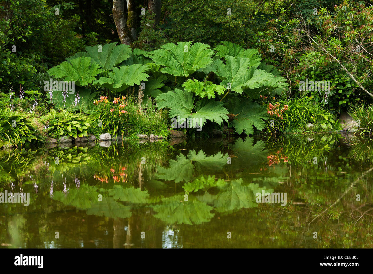 Le piante riflettono in uno stagno a Achamore, i giardini comunitari sull'isola di Gigha, al largo della costa di Kintyre in Scozia occidentale Foto Stock