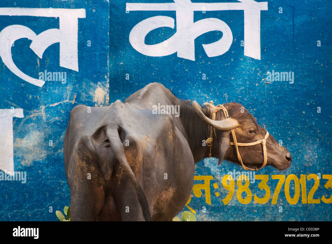 Mucca con la parete, Agra, India Foto Stock