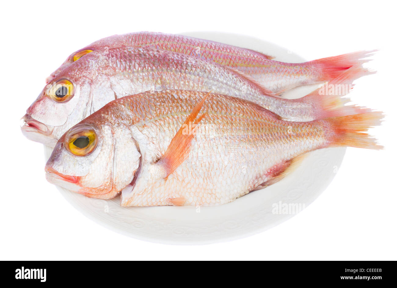 Sama pesce sulla piastra bianca isolata su sfondo bianco Foto Stock