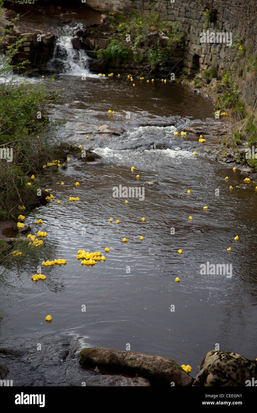 Gara d'anatra sul fiume Colne in Marsden, REGNO UNITO Foto Stock