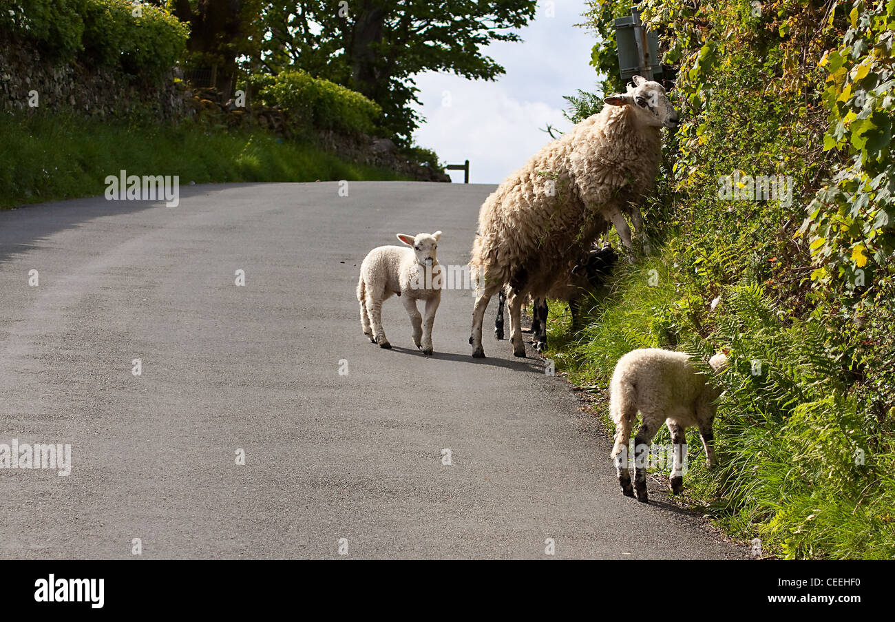 Scampato pecore pericolosamente bighellonare sulla strada nel Parco Nazionale del Distretto dei Laghi Foto Stock