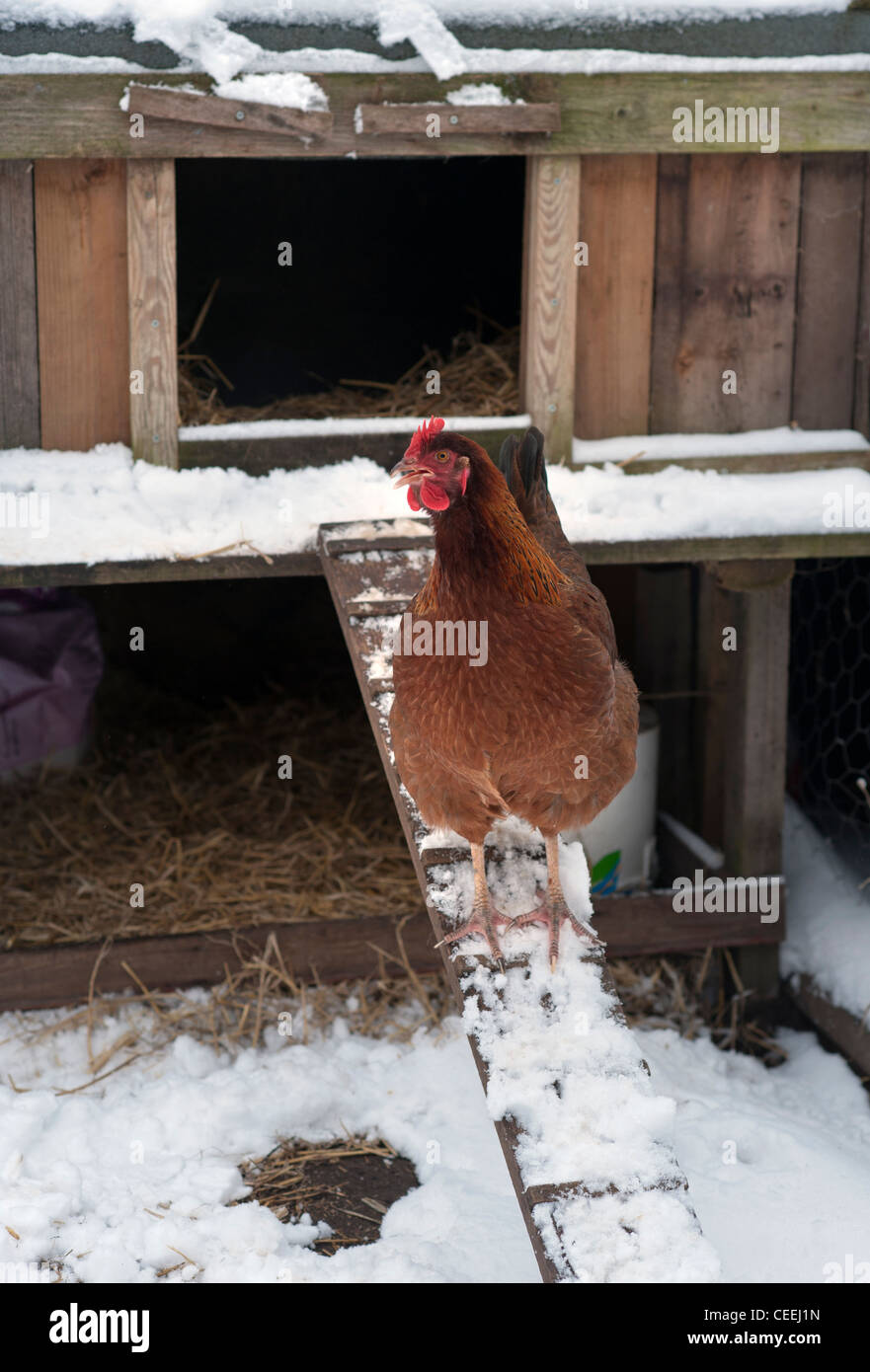 Il pollo lasciando la posa di box Foto Stock