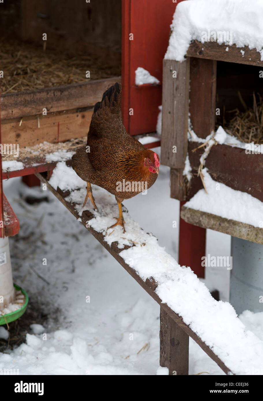Il pollo lasciando capanna di pollo Foto Stock