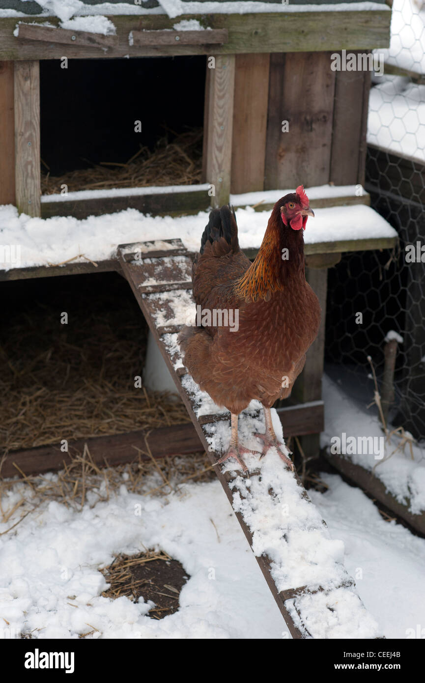 Il pollo lasciando la posa di box Foto Stock