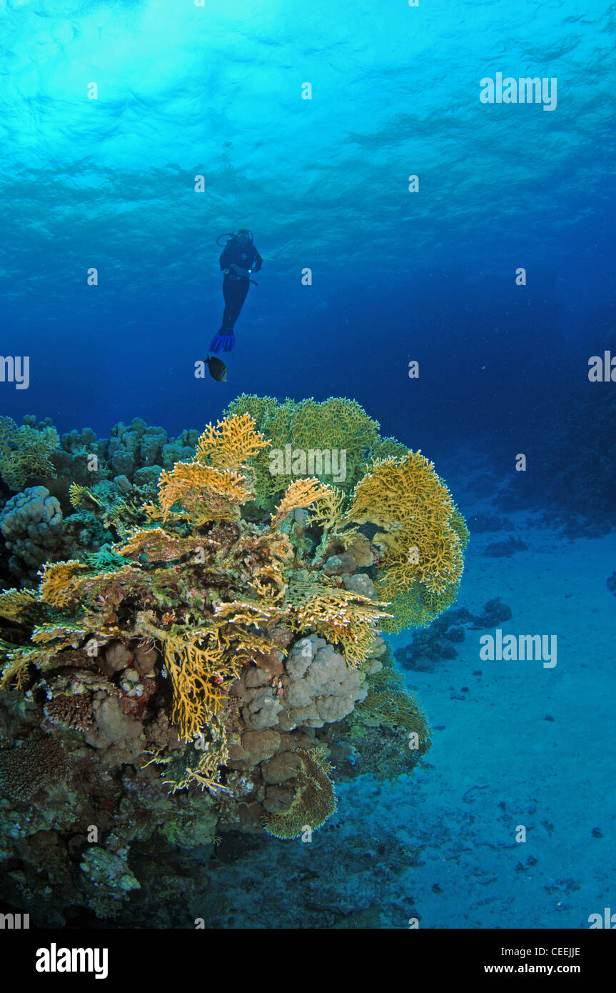 Subacqueo e fire coral, Mar Rosso Foto Stock