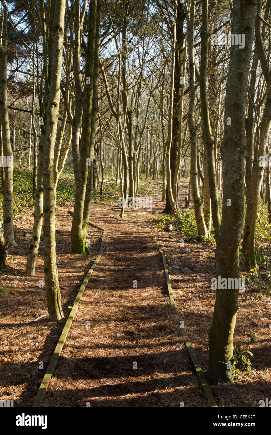 Percorso attraverso gli alberi in Tuckingmill Parco Valle vicino a Camborne, Cornwall Regno Unito. Foto Stock