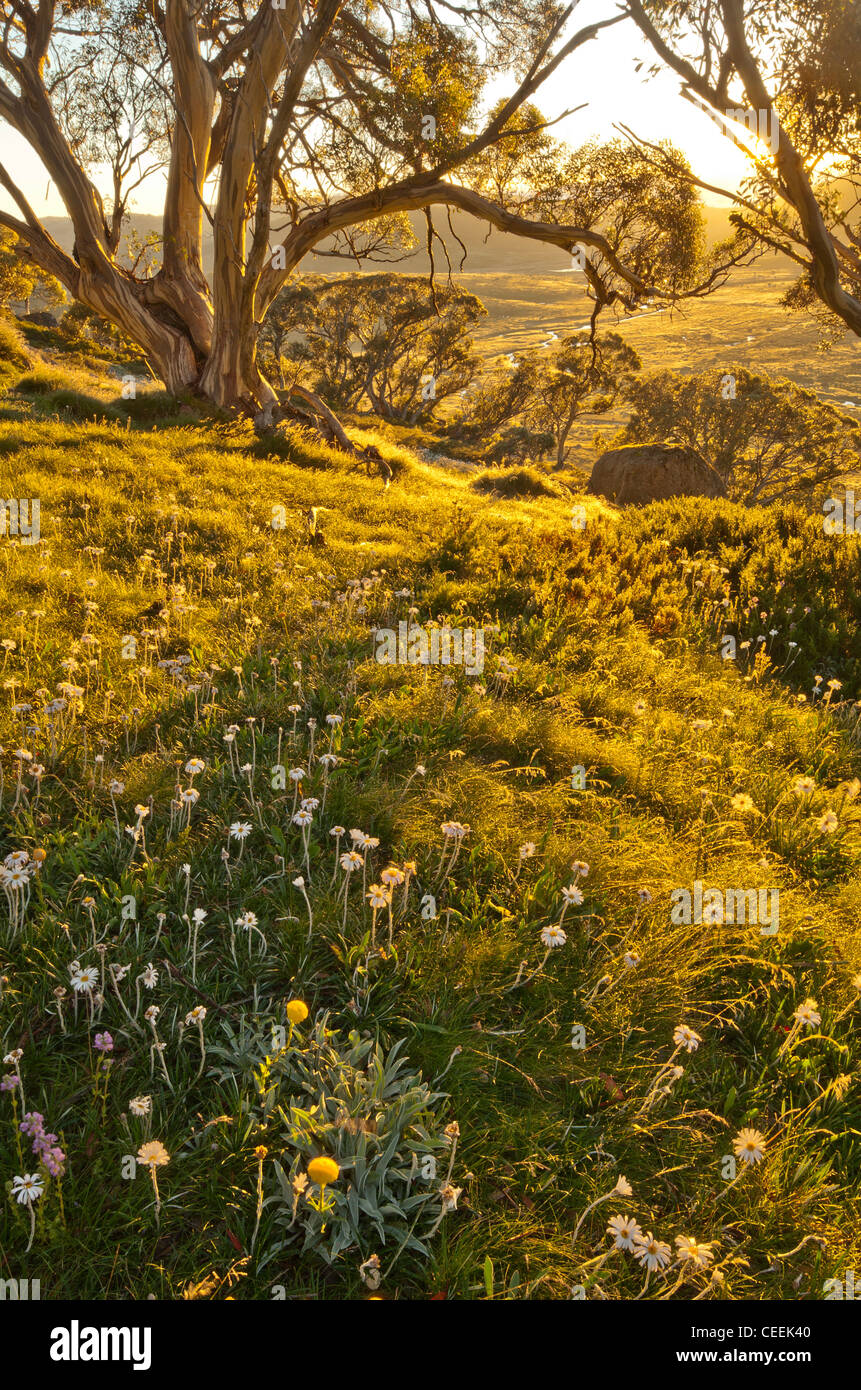 Sunrise Snowgum nella foresta a Charlotte Pass Kosciuszko Parco Nazionale del Nuovo Galles del Sud Australia Foto Stock
