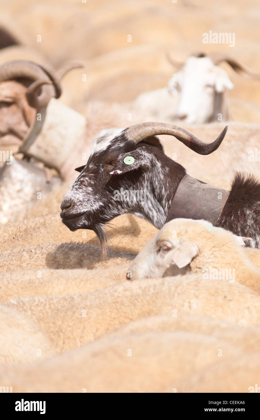 Migrazioni stagionali del bestiame in Bardenas Reales de Navarra. La Navarra. Spagna. Europa Foto Stock